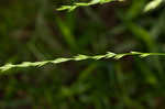 Savannah-panicgrass